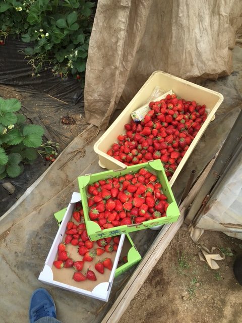 トーストセットの自家製ジャムを作るためイチゴを採りにいきました